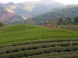 Thailand2009-OddsAndEnds-002